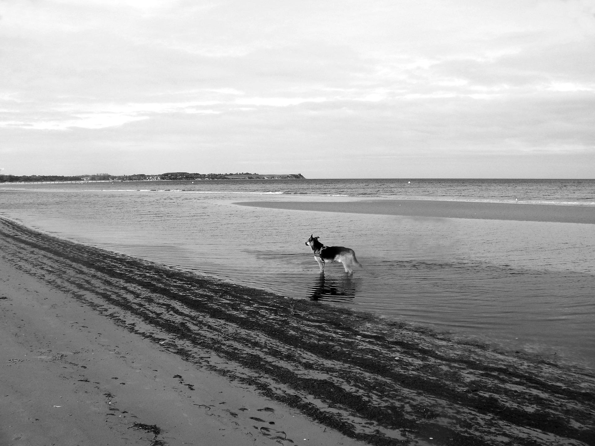 Mit Hund am Strand