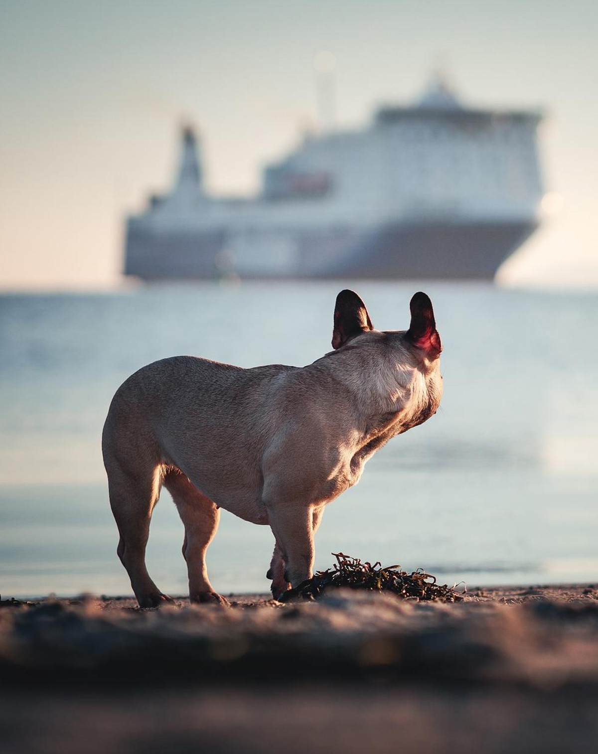 Hund mit Schiff in Travemünde