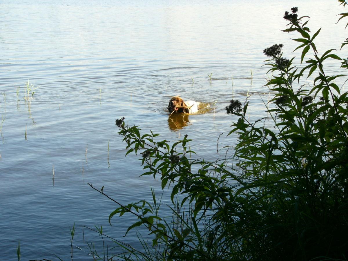 Stoeckchen holen