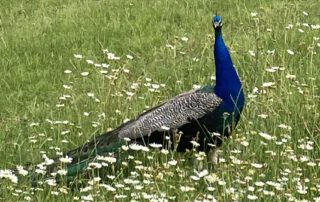 Pfau am Seehof Warnow